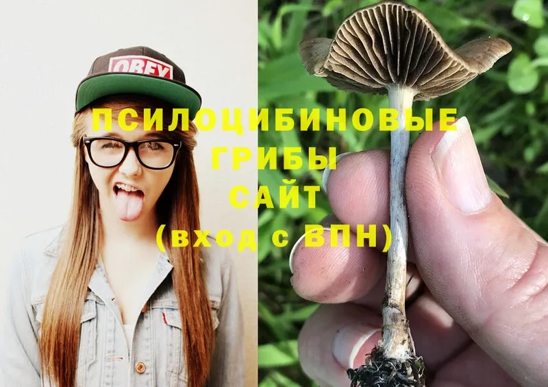 купить  сайты  Майкоп  Галлюциногенные грибы Psilocybine cubensis 